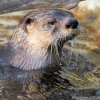 Nové vydry severoamerické Coryho s Tarou budou mít návštěvníci pražské zoo možnost vidět po celý rok. Foto: Petr Hamerník, Zoo Praha 