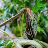 Agama límcová, foto: Petr Hamerník, Zoo Praha