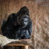 Gorila nížinná, foto: Miroslav Bobek, Zoo Praha