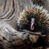 Ježura australská, foto: Oliver Le Que, Zoo Praha