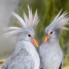 Kagu chocholatý, foto: Petr Hamerník, Zoo Praha