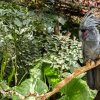 Kakadu palmový, foto: Petr Hamerník, Zoo Praha