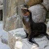 Lachtan jihoamerický, foto: Petr Hamerník, Zoo Praha