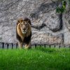 Lev indický, foto: Oliver Le Que, Zoo Praha