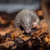 Luskoun krátkoocasý, foto: Petr Hamerník, Zoo Praha
