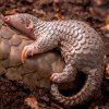 Luskoun krátkoocasý, foto: Miroslav Bobek, Zoo Praha