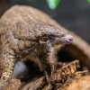 Luskoun krátkoocasý, foto: Petr Hamerník, Zoo Praha