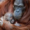 Orangutan sumaterský, foto: Miroslav Bobek, Zoo Praha