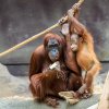 Orangutan sumaterský, foto: Petr Hamerník, Zoo Praha