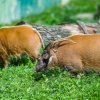 Štětkoun africký, foto: Petr Hamerník, Zoo Praha