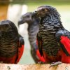 Tricha orlí, foto: Petr Hamerník, Zoo Praha