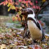 Tučňák Humboldtův, foto: Oliver Le Que, Zoo Praha