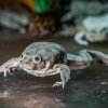 Vodnice posvátná, foto: Petr Hamerník, Zoo Praha