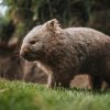 Vombat obecný, foto: Tereza Šolcová, Zoo Praha