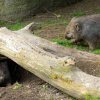 Vombat obecný, foto: Petr Hamerník, Zoo Praha