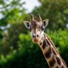 Žirafa severní núbijská, foto: Oliver Le Que, Zoo Praha