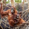 Orangutan sumaterský Diri a Hari, foto Oliver Le Que