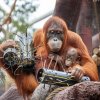 Orangutan sumaterský Diri a Hari, foto Oliver Le Que