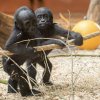 Mláďata goril nížinných, foto Petr Hamerník
