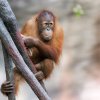 Sameček orangutana sumaterského Kawi, foto Petr Hamerník