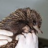 Úspěšně odchovanému mláděti ježury prozatím říkáme Pýchavka. Na prvních záběrech, kdy ještě nemělo příliš patrné bodliny, totiž vypadalo jako houba pýchavka. Foto Miroslav Bobek