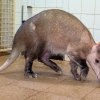 Samička hrabáče kapského Pieta žije od roku 2014 v chovném zázemí; společnost dvou mladších a mnohem aktivnějších hrabáčů v Africkém domě jí totiž nesvědčila. Foto Miroslav Bobek