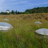 Při tvorbě střechy na pavilonu Rezervace Dja byly do celoplošného základu stepních druhů trav dosety a dosázeny byliny vypěstované v programu Regionální pražská směs. Foto Petr Hamerník