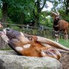 Bongů horských žije v přírodě mnohem méně než v zoologických zahradách. Z prostředků získaných svými chovateli přispívá Zoo Praha i na jejich návrat do přírody v Keni. Foto Miroslav Bobek
