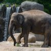 Foto: Petr Hamerník, Zoo Praha