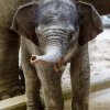 Slůně 1 měsíc staré, foto: Martin Smrček, Zoo Praha
