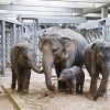Slůně 2 měsíce staré, foto: Martin Smrček, Zoo Praha