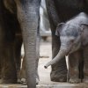 Slůně 3 měsíce staré, foto: Martin Smrček, Zoo Praha