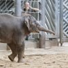 Slůně 4 měsíce staré, foto: Martin Smrček, Zoo Praha