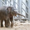 Slůně 5 měsíců staré, foto: Martin Smrček, Zoo Praha