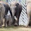 Foto: Tomáš Adamec, Zoo Praha