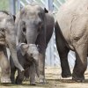 Foto: Tomáš Adamec, Zoo Praha
