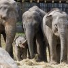 Foto: Tomáš Adamec, Zoo Praha
