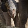 Foto: Tomáš Adamec, Zoo Praha
