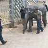 První kroky v Údolí slonů, foto: Martin Smrček, Zoo Praha