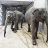 Janita a Tamara jsou ve svém novém domově, foto: Martin Smrček, Zoo Praha