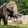 Foto: Tomáš Adamec, Zoo Praha