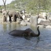 Foto: Tomáš Adamec, Zoo Praha