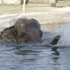 Foto: Tomáš Adamec, Zoo Praha