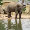 Oteplilo se a voda láká ke koupeli, foto: Martin Smrček, Zoo Praha