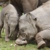 Sita se učí válet v bahně a trávě, foto: Martin Smrček, Zoo Praha