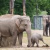 Sita zkouší vše nové a nepoznané, foto: Martin Smrček, Zoo Praha