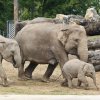 Velký výběh umožňuje slonům dostatek pohybu, foto: Martin Smrček, Zoo Praha