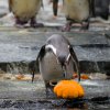 Tučňák Humboldtův, foto: Petr Hamerník, Zoo Praha