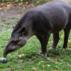 Tapír jihoamerický, foto: Petr Hamerník, Zoo Praha