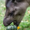 Tapír jihoamerický, foto: Petr Hamerník, Zoo Praha